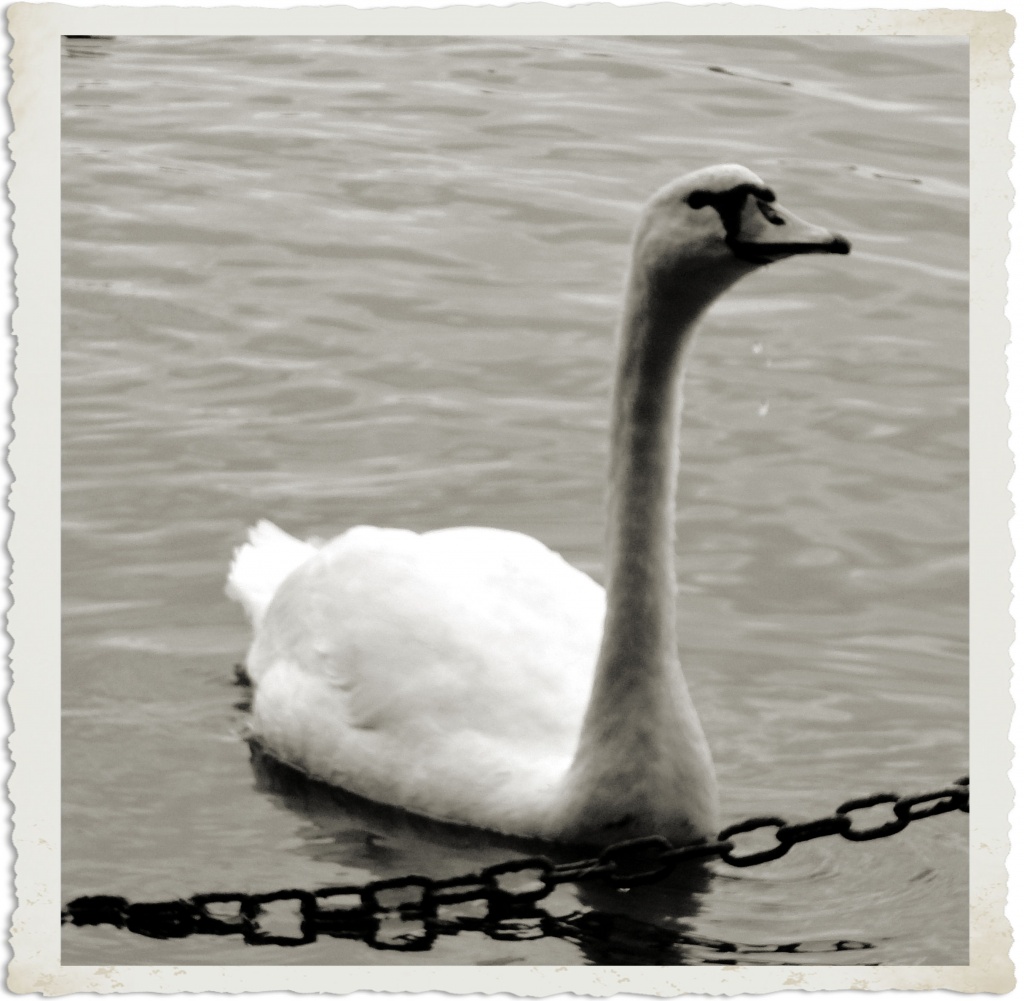 Swan by itsonlyart