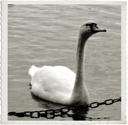 18th Aug 2011 - Swan