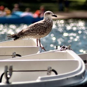 23rd Aug 2011 - Young Gull (Go For It) 