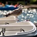 Young Gull (Go For It)  by rich57