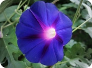 22nd Aug 2011 - The Morning Glory of a Morning Glory