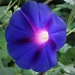 The Morning Glory of a Morning Glory by allie912