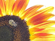 20th Aug 2011 - Sunflower and Bee
