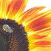 Sunflower and Bee by juletee