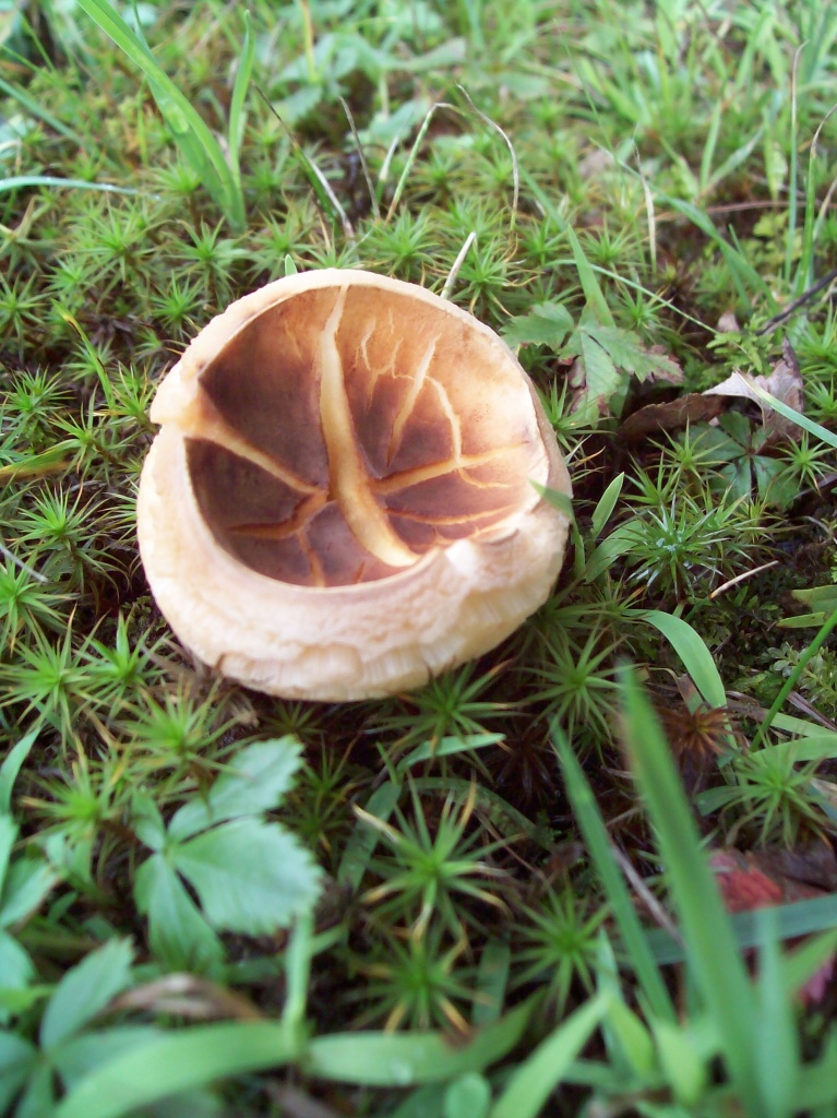 Weird Mushroom by julie