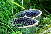 21st Aug 2011 - Picking Blackberries