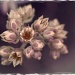 Flowers by bella_ss