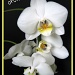 orchid by jmj