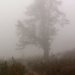 Misty morning by eleanor