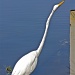 Great White Heron by stcyr1up