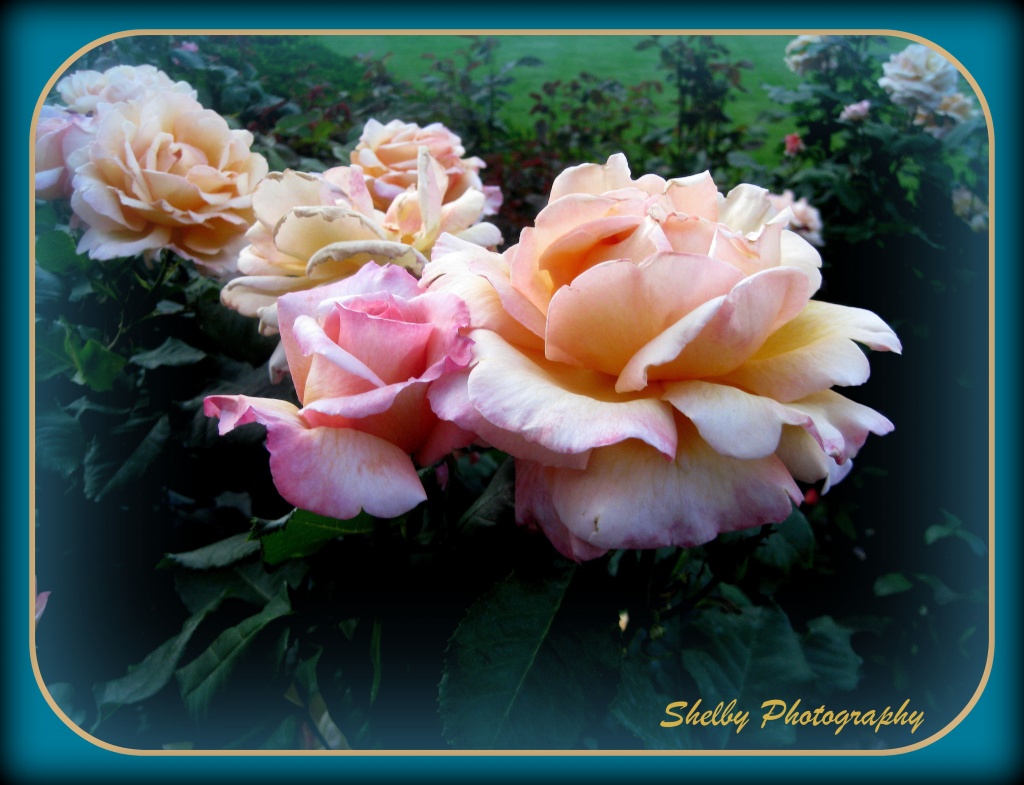 From the rose garden by vernabeth