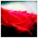 Rose by mastermek