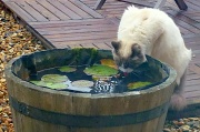 23rd Aug 2011 - The latest, must-have water bowl for felines
