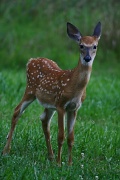 21st Aug 2011 - Bambi