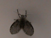 19th Aug 2011 - Fly