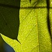 Backlit Leaves by jbritt