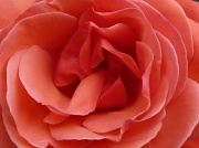 22nd Aug 2011 - Red Rose