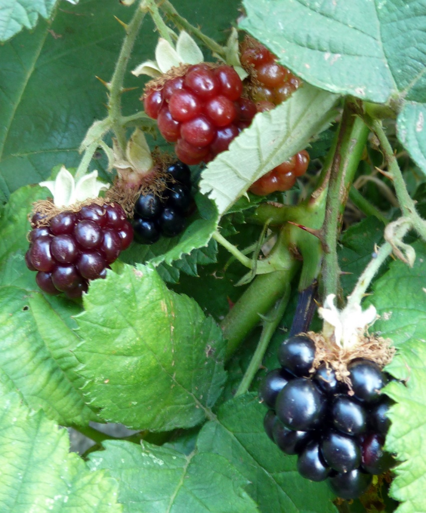 Blackberries by karendalling