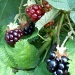 Blackberries by karendalling