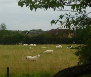 24th Aug 2011 - sheep may safely graze