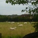 sheep may safely graze by sarah19