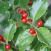 Holly Berries in August Heat by herussell