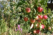 19th Aug 2011 - Apple Crop