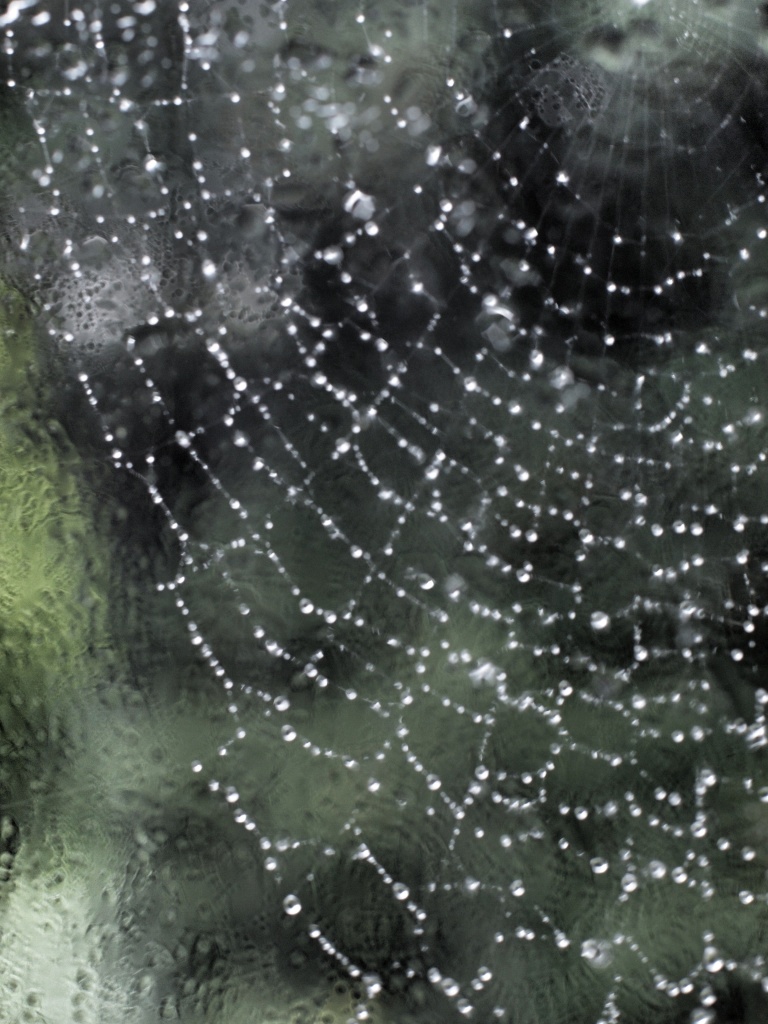 Spiders web by mattjcuk