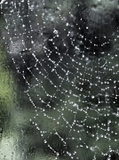 25th Aug 2011 - Spiders web