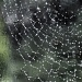 Spiders web by mattjcuk