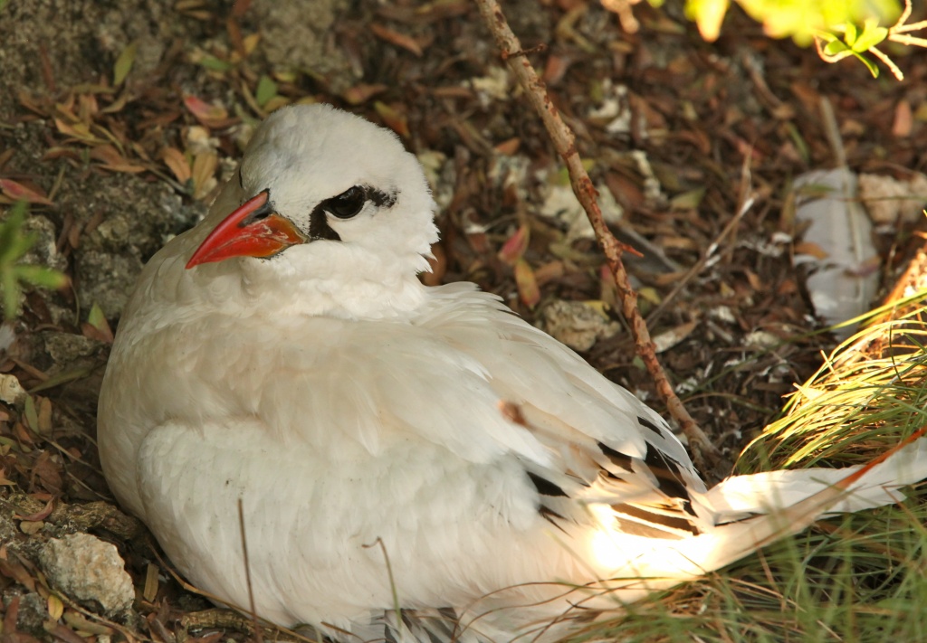 Nesting Silver Bosun Bird by lbmcshutter