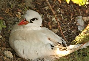 25th Aug 2011 - Nesting Silver Bosun Bird