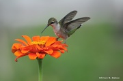 25th Aug 2011 - My First Hummingbird Shot