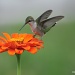 My First Hummingbird Shot by falcon11