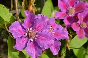 23rd Aug 2011 - Clematis