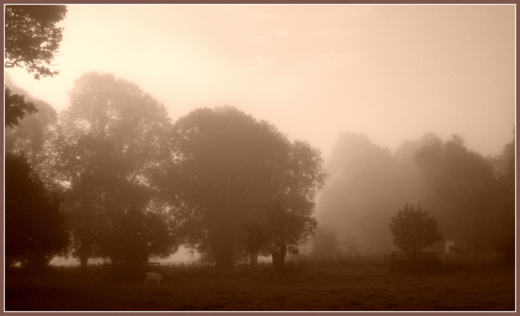 Misty morning by sarahhorsfall