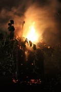 23rd Aug 2011 - Blaze of Brambles
