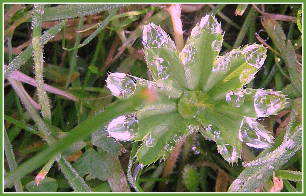 Leaf with water drops by sarahhorsfall