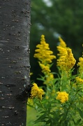 25th Aug 2011 - Cherry tree and golden rod