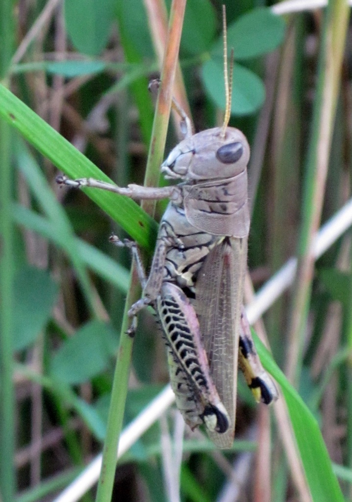 Keep your eyes open, Grasshopper by dakotakid35