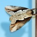 Moth by dakotakid35