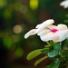 Bokeh Bouquet by cjphoto