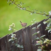 26th Aug 2011 - Sitting on the fence
