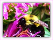 26th Aug 2011 - Hey, There's No Pollen Left!!