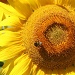 Busy Bee. 237_127_2011 by pennyrae