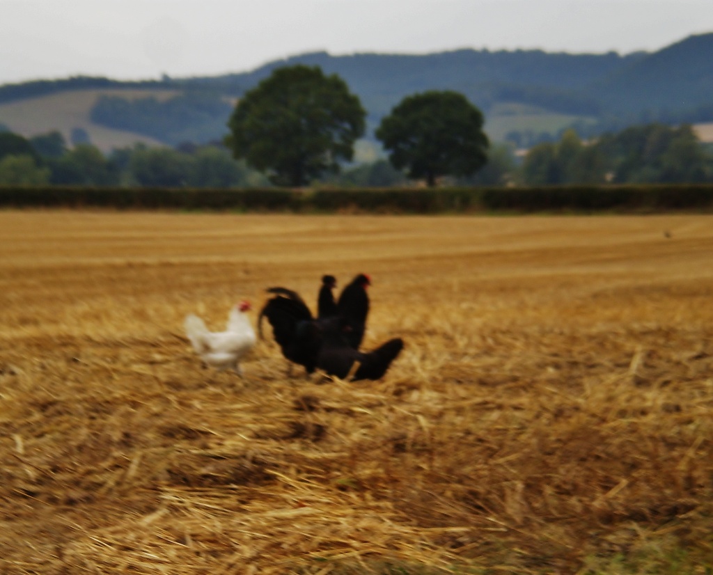 Hens scratching in the corn stubble. by snowy