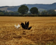 26th Aug 2011 - Hens scratching in the corn stubble.