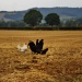 Hens scratching in the corn stubble. by snowy