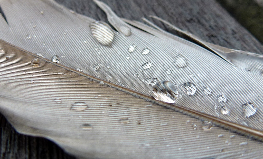 Wet weather feather by dulciknit