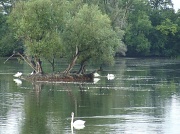 26th Aug 2011 - Cormorants and swans at Paxton Pits